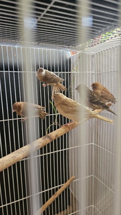 Канарейка сотилади.