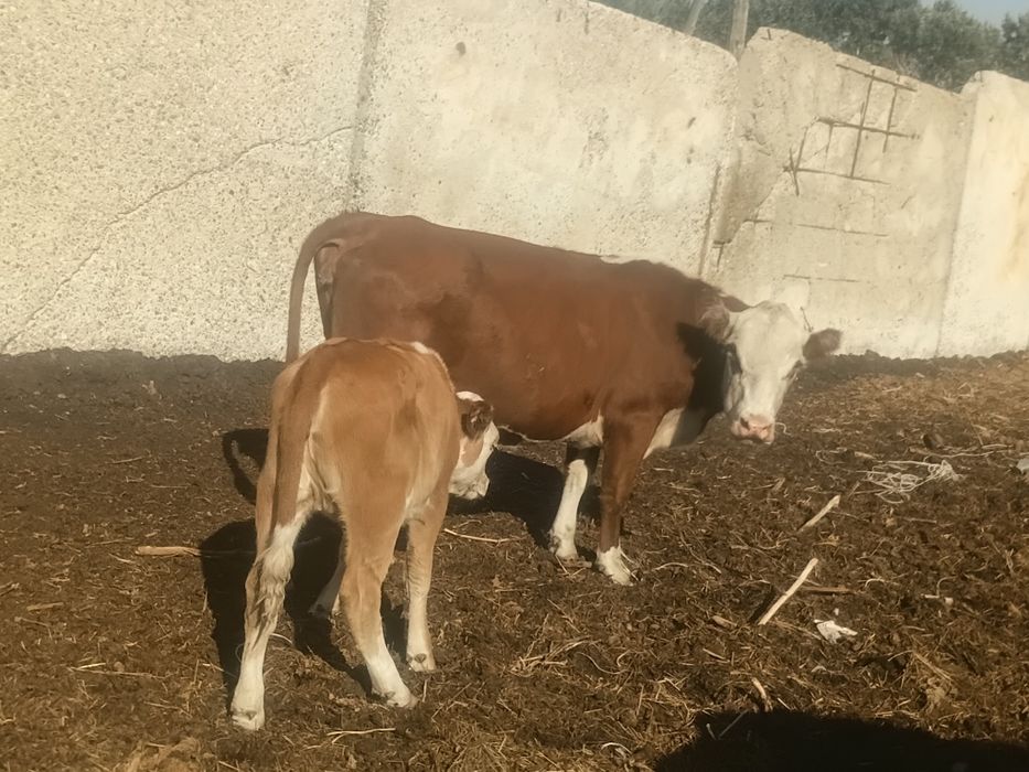 Продам коровы с телятами