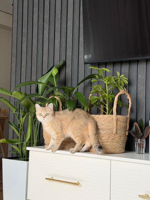 Кошка золотая шиншилла
