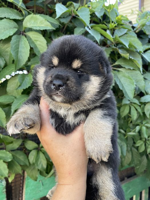 Японские сиба ину