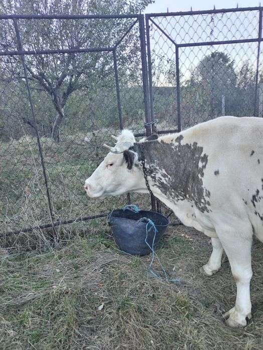 Vănd 2 vaci gestante de a fata