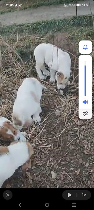 Продаются 2-х месячные щенки. Төбета.