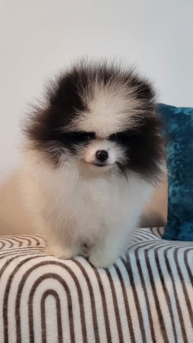 Pomeranian băiețel special