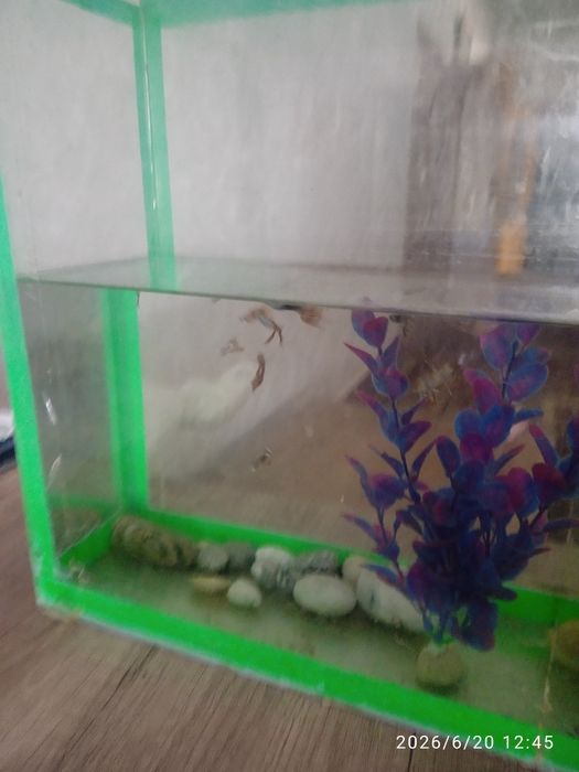 Akvarium va baliklar sotiladi