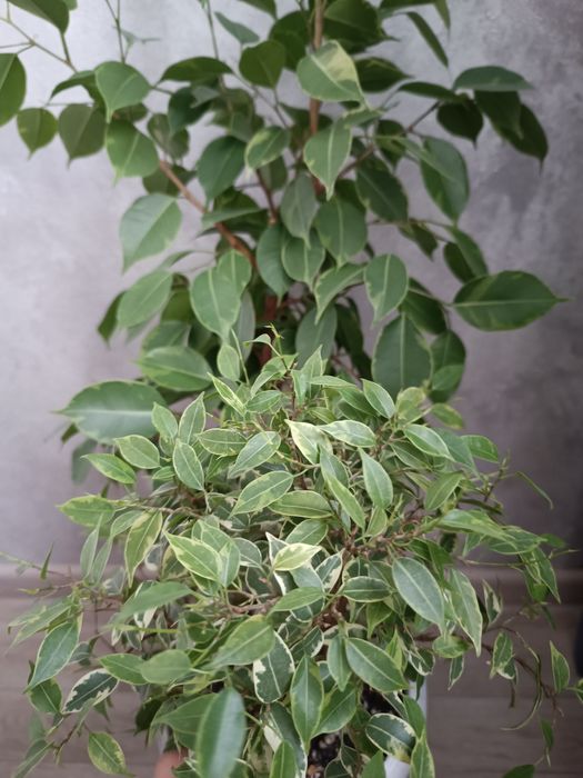 Фикус мелколиственный лавли