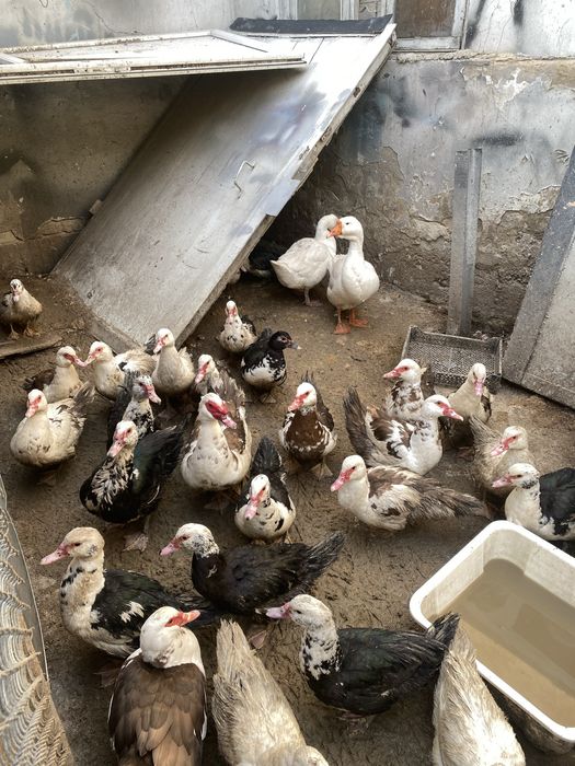 Утки и гуси молодые