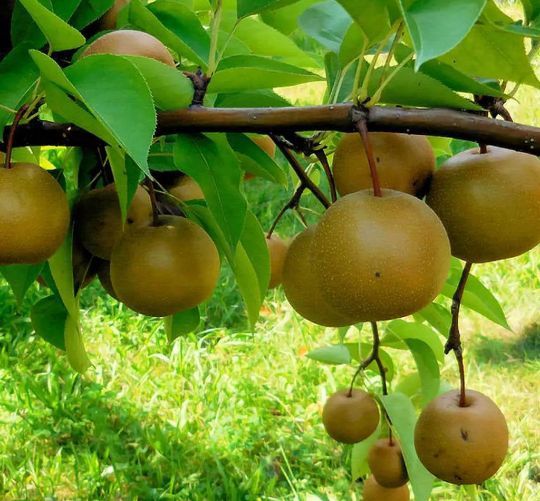 Par Japonez Nashi Hosui