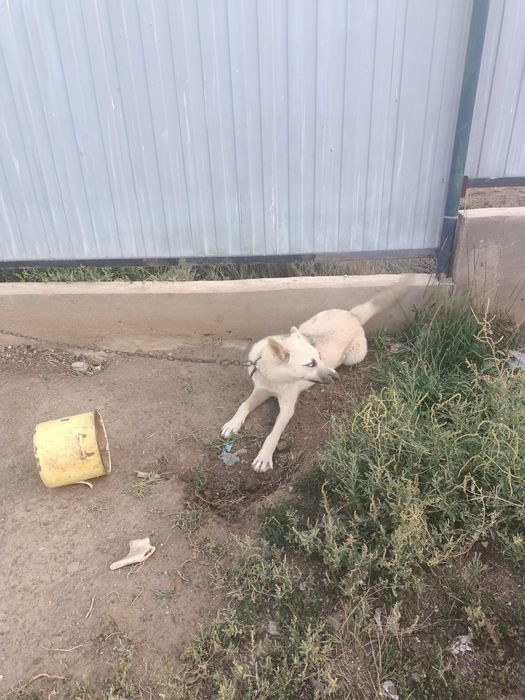 Сабакка пол хаски