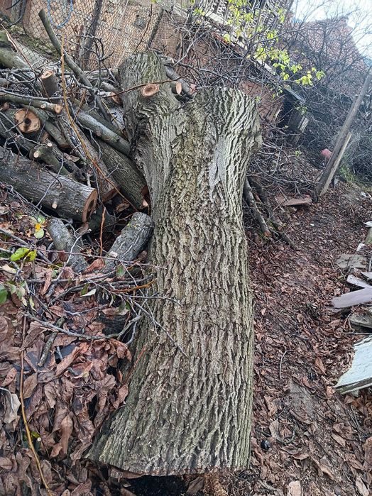 Продава се орех!