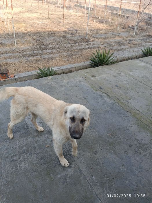 It toza Kangal 5 oylik kuchik