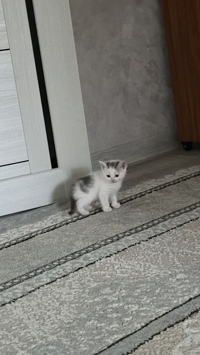 Срочно Продам котят