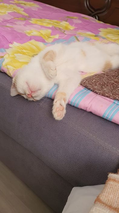 Котёнок в хорошие руки