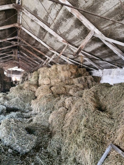 Disponibili baloti de lucerna