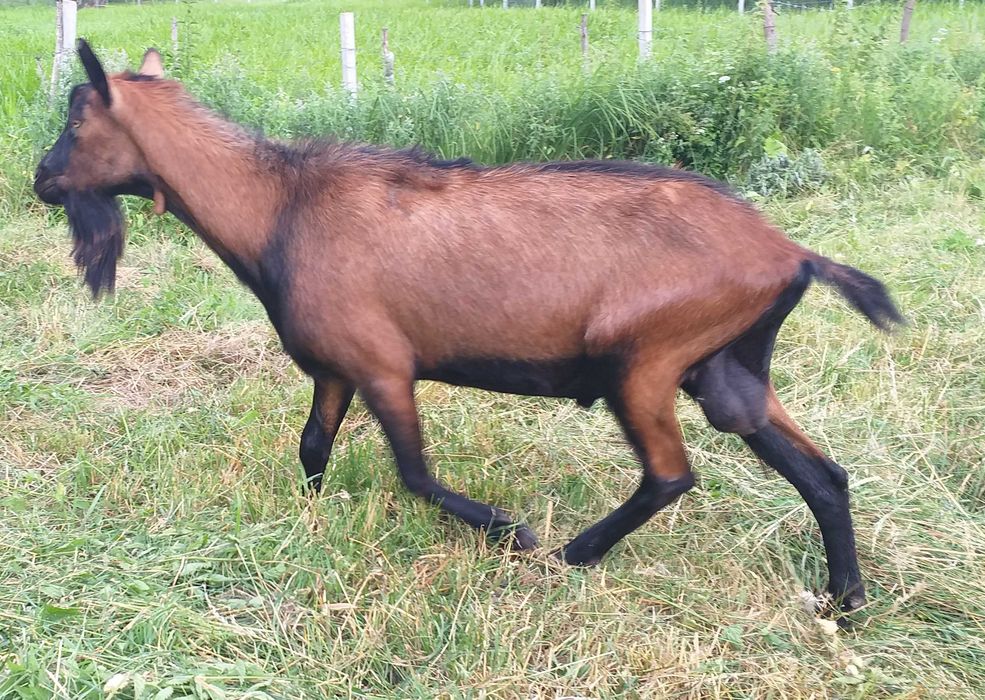 Tap alpin francez 2,5 ani
