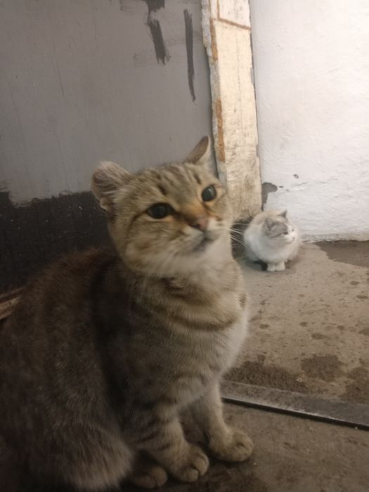 Кошечки в добрые руки