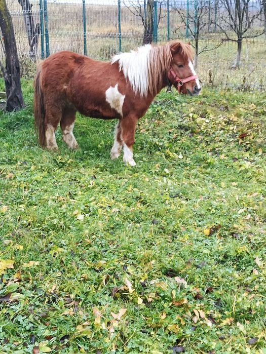 Vând ponei de 5 ani