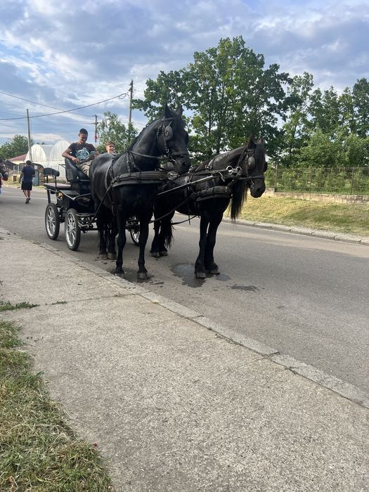Iepe frizian si KWPN (schimb cu vitei)
