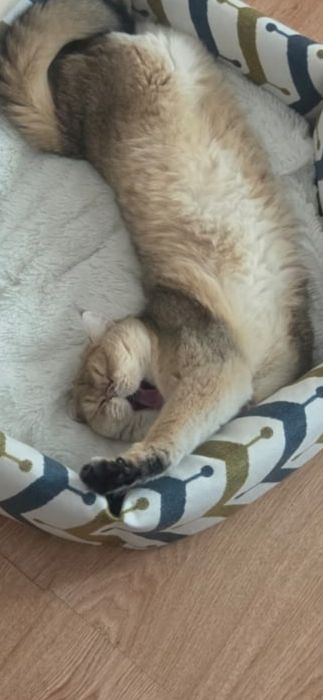 Шиншила кошка пр