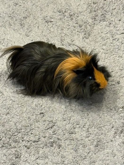 Vand porcusori de guineea