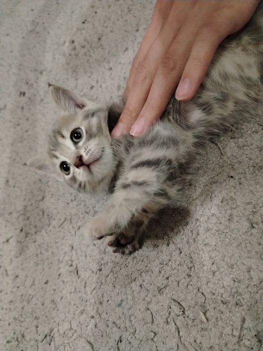 Продам котят британцы