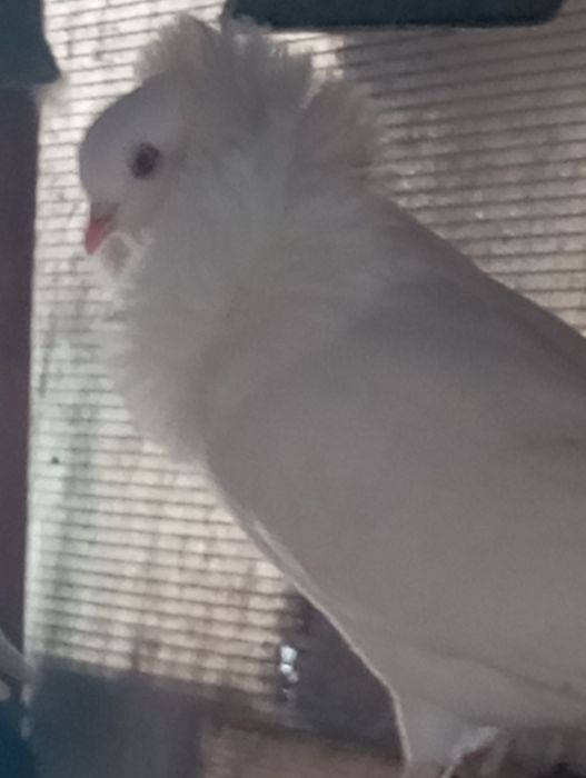 Vând porumbei Capucini