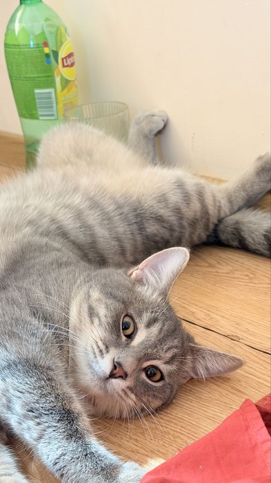 Отдам в добрые руки