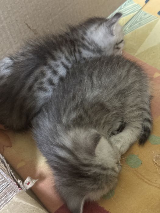 Котята  скотиш страйт