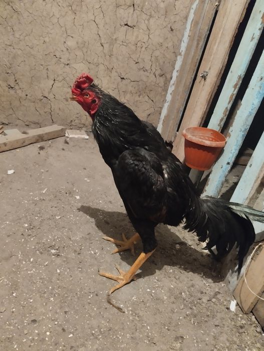 Дакан молодой 40тыс