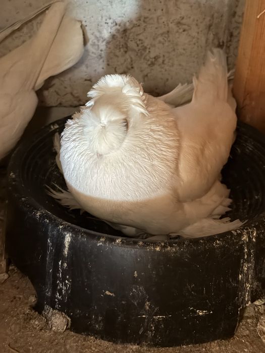 Jucatori de botosani