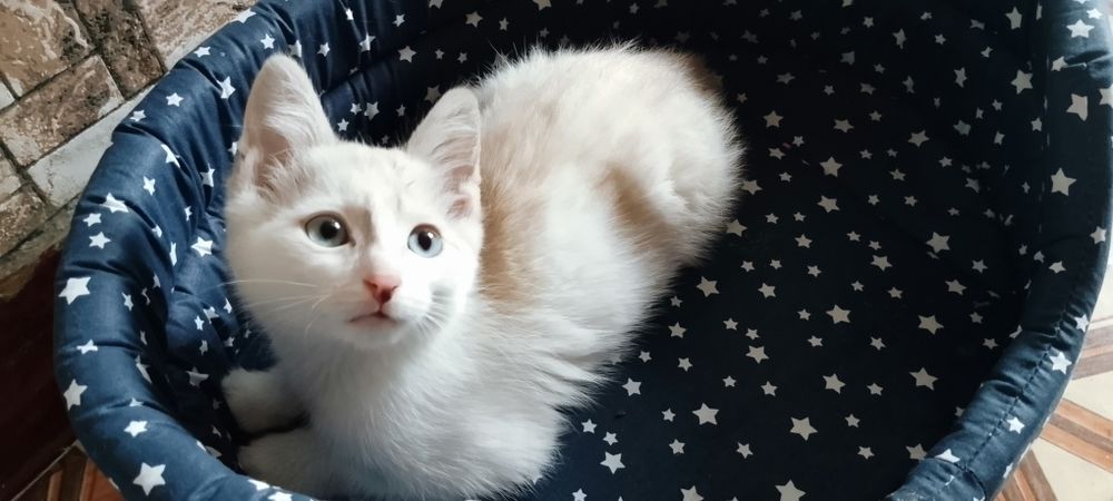 Милый котёнок ищет семью!