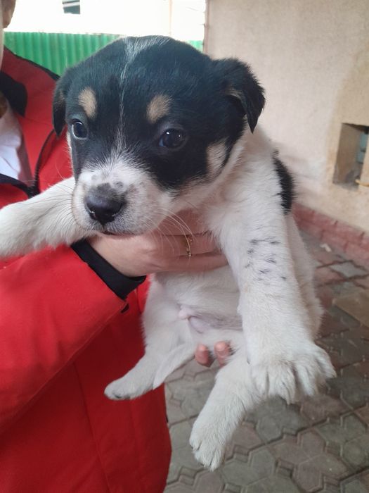 Отдам щенят в хорошие руки