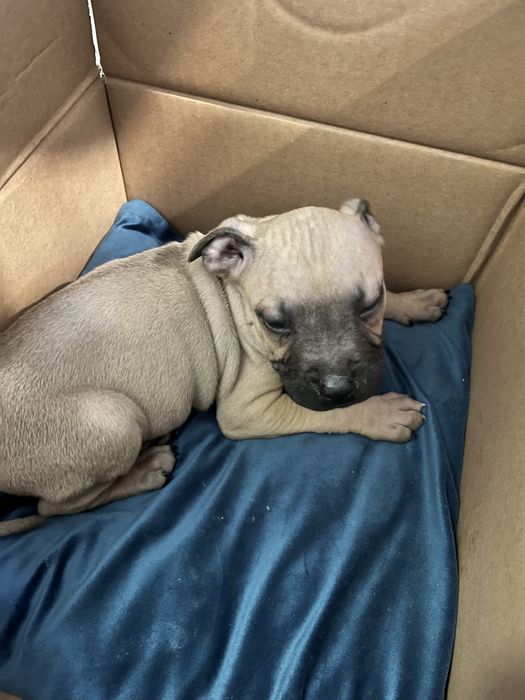 Питбуль 2 мес щенок мальчик