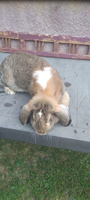 Vând iepuri de diferite vârste, rase și culori in Deva-Arad-Timisoara