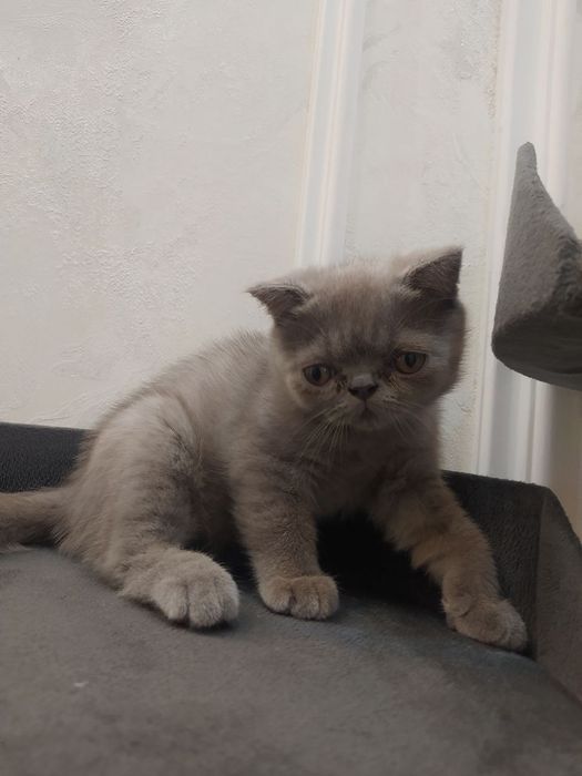 Продается котенок