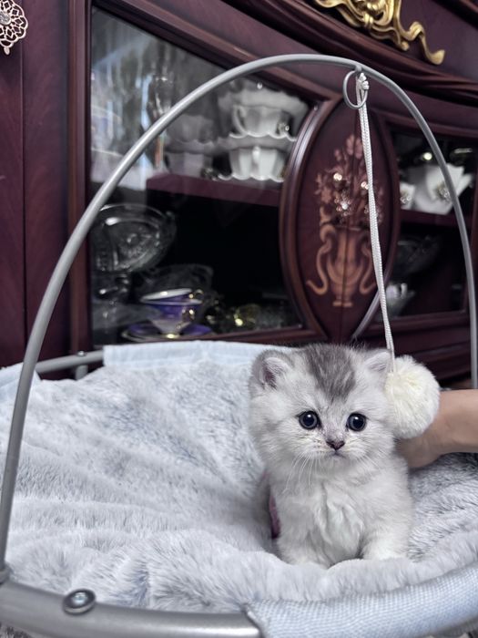 Скотиш страйт серебристая шиншилла