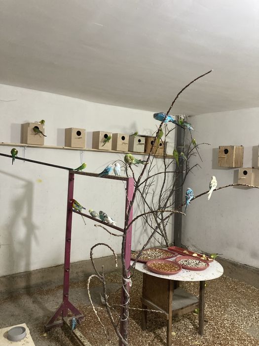 Папугайлар сотилади