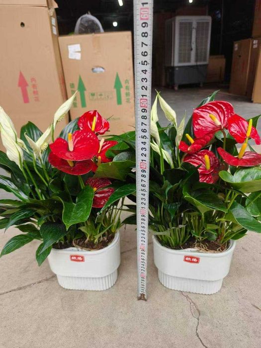 Гуллар сотилади, оптом нархларда.