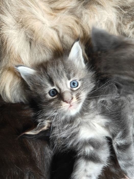 Котята породы Мейн-кун