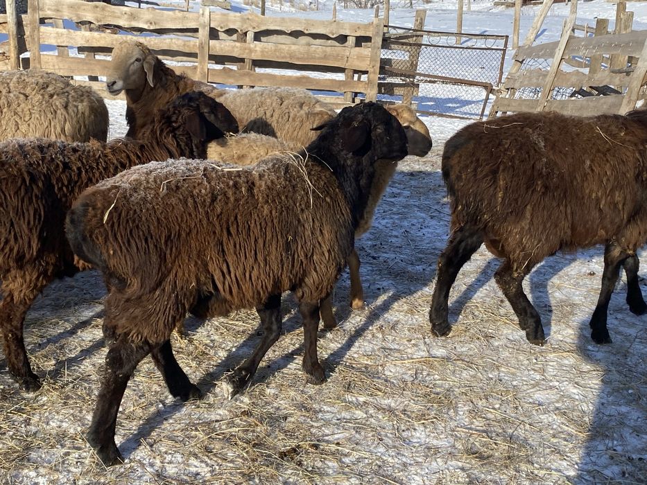 Продаютса кошкары арашан