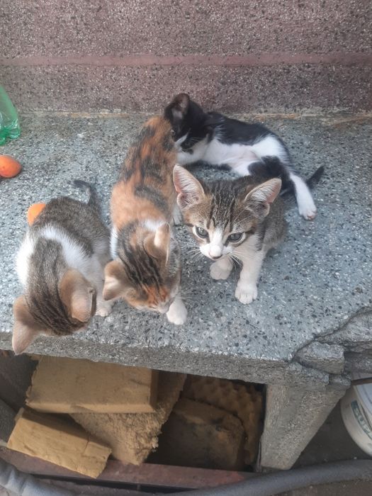 Подарявам котета