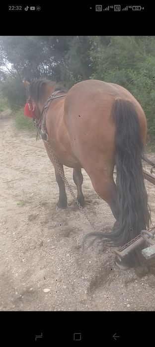 Davanzare un mânz de 3 ani mere la căruță mai mult pe telefon