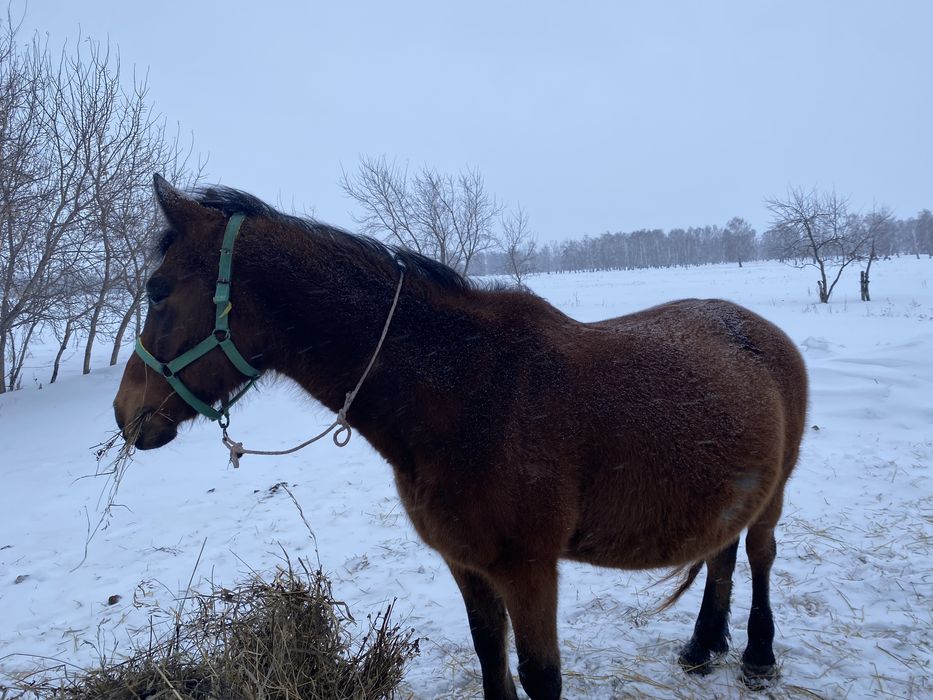 Продам лошадь для хозяйства
