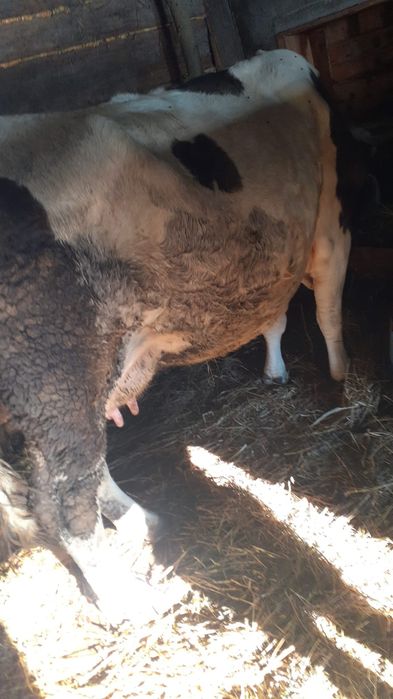 De vînzare vaca bălțată