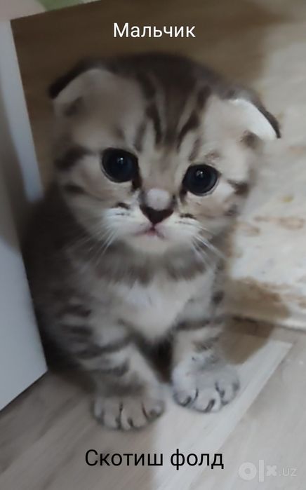 Продаю породистых котят дёшево