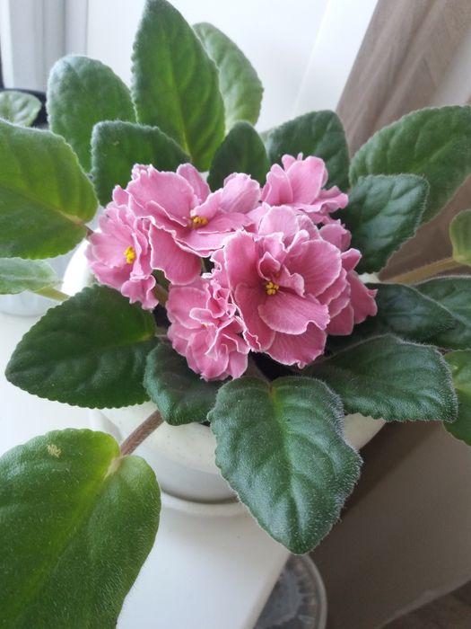 Фиалки сортовые разные