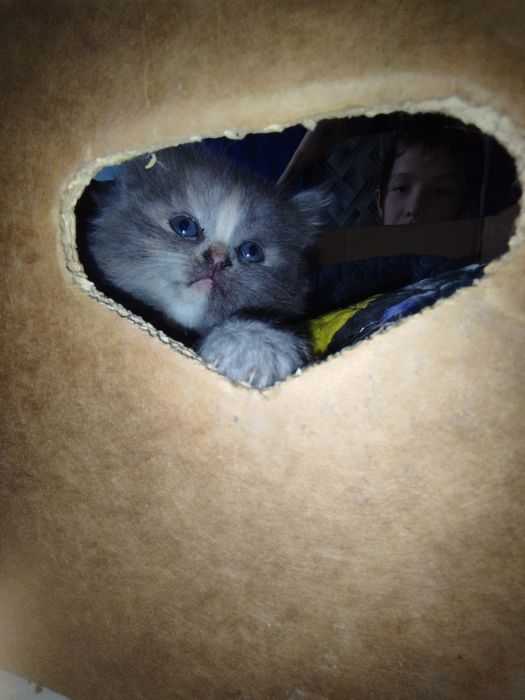 Продам котёнка 2000