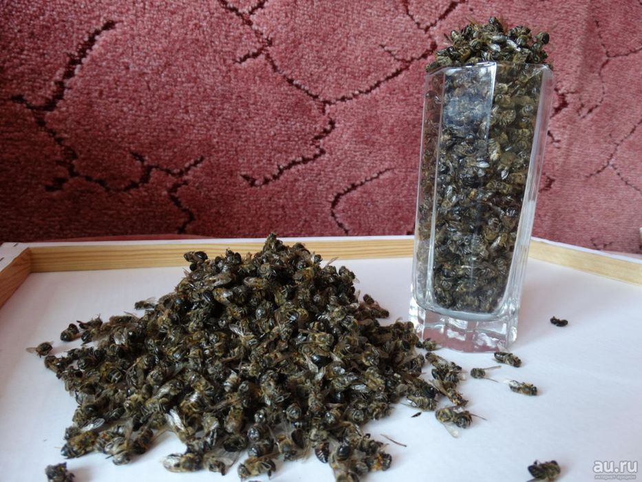 пчелиный подмор. пчелиный мор применение. пчелиный мор применение. пчелиный подмор. настой пчелиного подмора на водке.