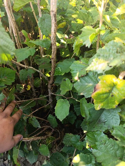 Aluni pentru plantare | 5 lei angro | 10 lei/bucată