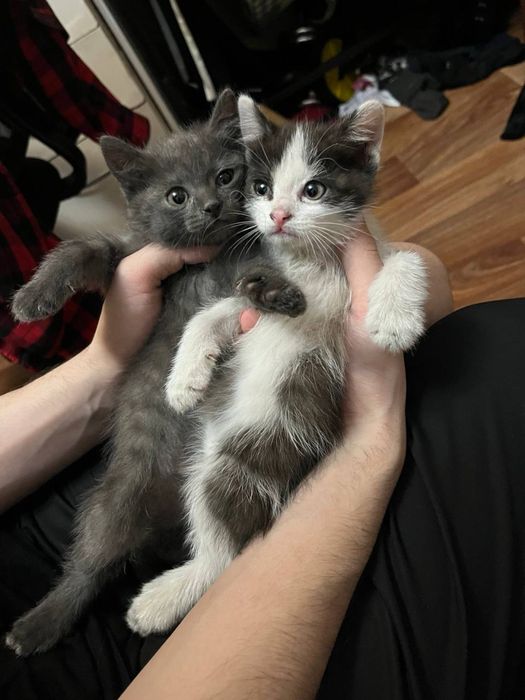 Отдам котят. Два мальчика