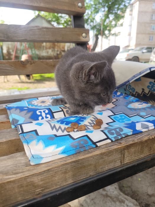 уральск котенок девочка